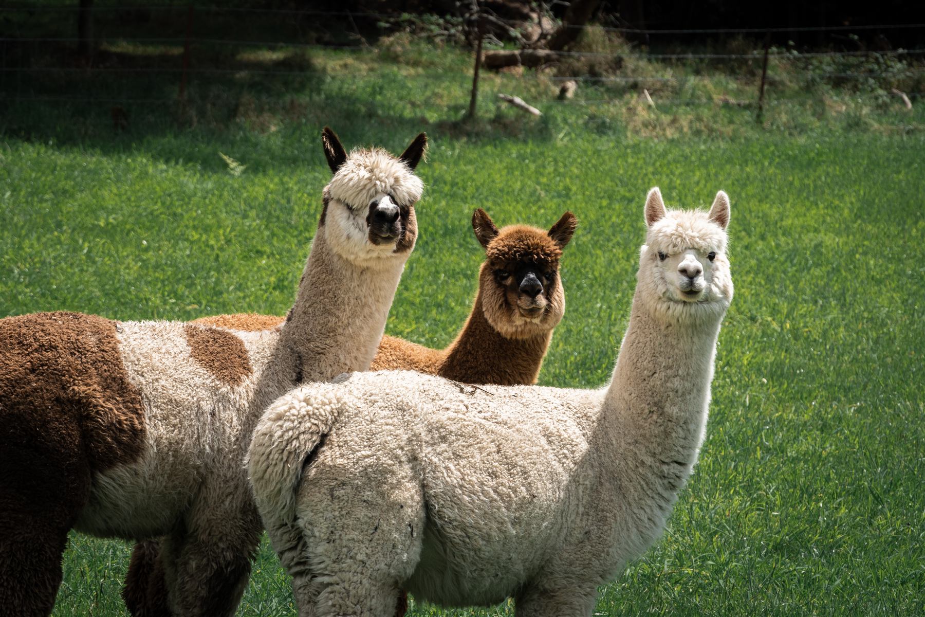 Alpacas at Rowan Farm